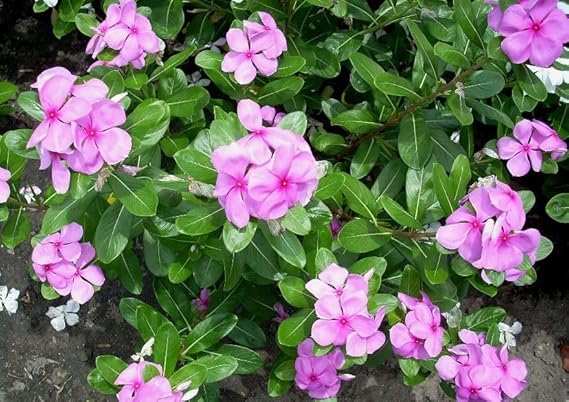 ## Madagascar, Periwinkle Catharanthus Roseus, 100+ Seeds