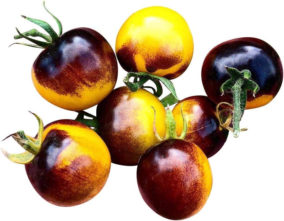 ## 10 Yellow Antho Tomato Seeds - Super Treat & Sweet - Very Healthy