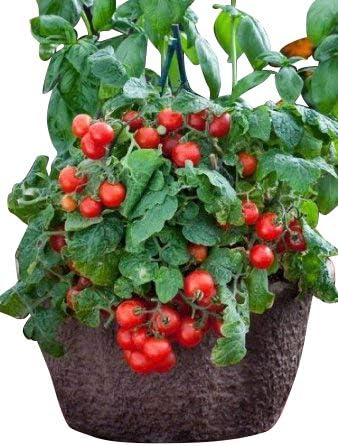 ## Tomato Red Robin - Vegetable Seeds - 10 Seeds for Growing - Compact Tomato Variety