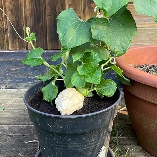 USD 8.01 USD 8.01(USD 0.04 USD0.04/count)